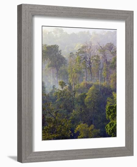 Sulawesi Tangkoko Rainforest, Sulawesi-Connie Bransilver-Framed Photographic Print