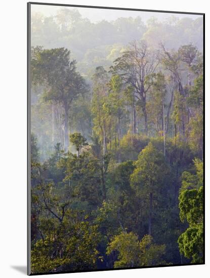 Sulawesi Tangkoko Rainforest, Sulawesi-Connie Bransilver-Mounted Photographic Print