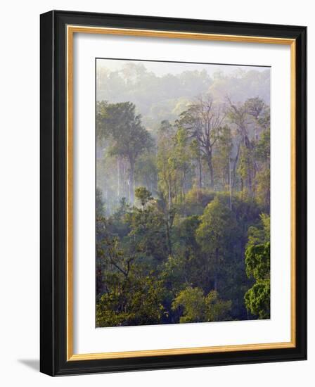 Sulawesi Tangkoko Rainforest, Sulawesi-Connie Bransilver-Framed Photographic Print