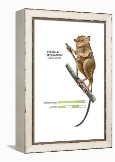 Sulawesi Tarsier or Spectral Tarsier (Tarsius Tarsier), Primate, Mammals-Encyclopaedia Britannica-Framed Stretched Canvas