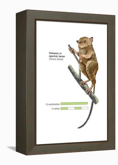 Sulawesi Tarsier or Spectral Tarsier (Tarsius Tarsier), Primate, Mammals-Encyclopaedia Britannica-Framed Stretched Canvas