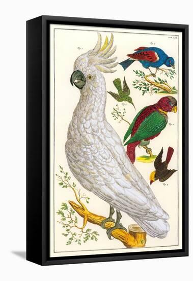 Sulfur Crested Cockatoo-null-Framed Stretched Canvas