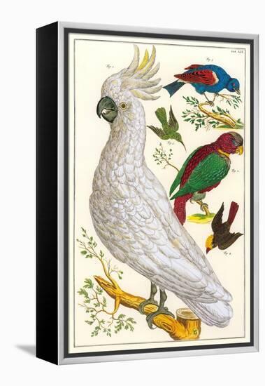 Sulfur Crested Cockatoo-null-Framed Stretched Canvas