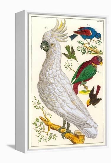 Sulfur Crested Cockatoo-null-Framed Stretched Canvas