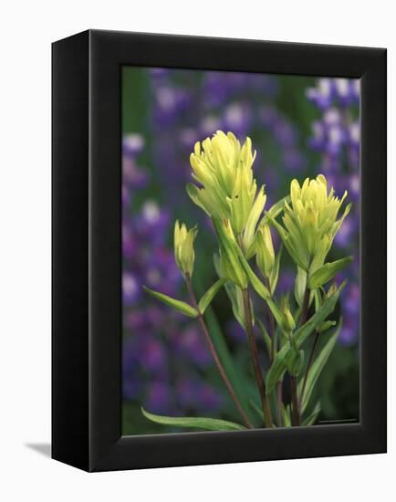 Sulfur Paintbrush, Pawnee National Grassland, Colorado, USA-Claudia Adams-Framed Premier Image Canvas