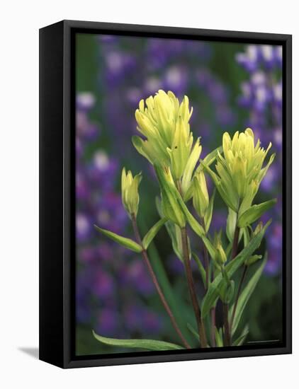 Sulfur Paintbrush, Pawnee National Grassland, Colorado, USA-Claudia Adams-Framed Premier Image Canvas