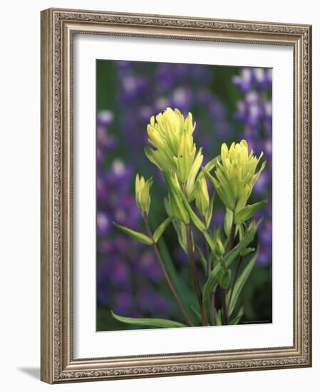 Sulfur Paintbrush, Pawnee National Grassland, Colorado, USA-Claudia Adams-Framed Photographic Print