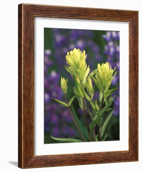 Sulfur Paintbrush, Pawnee National Grassland, Colorado, USA-Claudia Adams-Framed Photographic Print