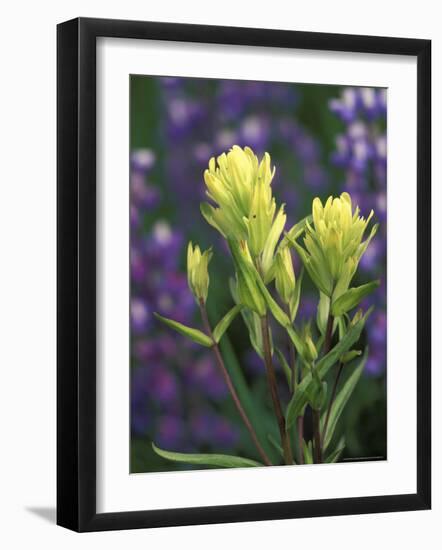 Sulfur Paintbrush, Pawnee National Grassland, Colorado, USA-Claudia Adams-Framed Photographic Print