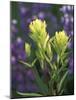 Sulfur Paintbrush, Pawnee National Grassland, Colorado, USA-Claudia Adams-Mounted Photographic Print