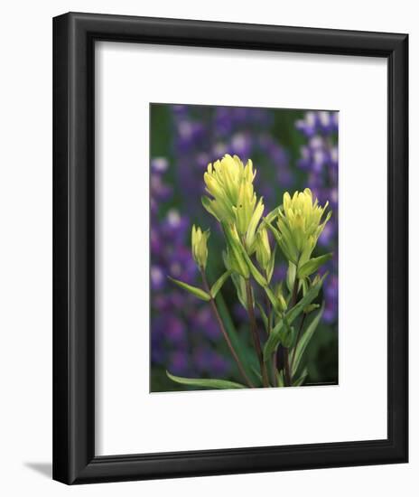 Sulfur Paintbrush, Pawnee National Grassland, Colorado, USA-Claudia Adams-Framed Photographic Print