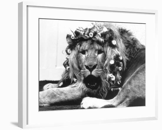 Sullivan the Lion with His Hair in Curlers at Knarsborough Zoo in Yorkshire-null-Framed Photographic Print