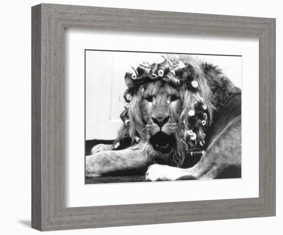 Sullivan the Lion with His Hair in Curlers at Knarsborough Zoo in Yorkshire-null-Framed Photographic Print