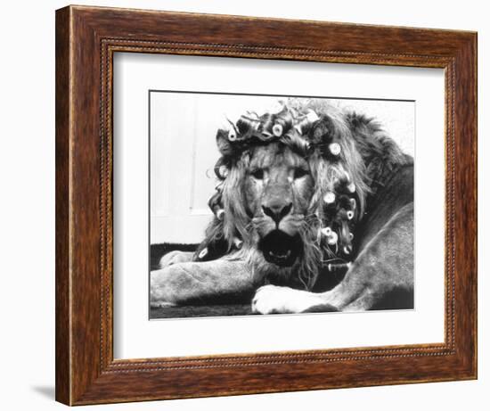 Sullivan the Lion with His Hair in Curlers at Knarsborough Zoo in Yorkshire-null-Framed Photographic Print