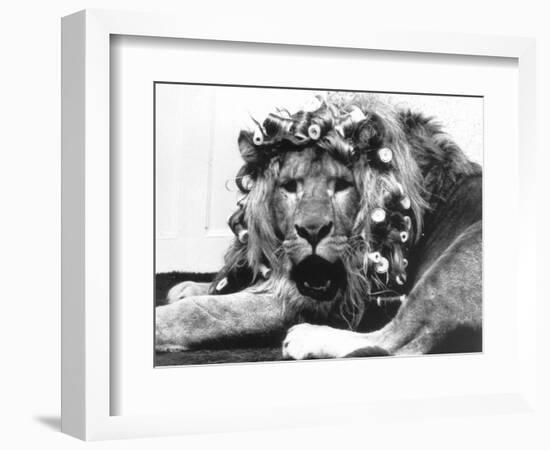 Sullivan the Lion with His Hair in Curlers at Knarsborough Zoo in Yorkshire-null-Framed Photographic Print