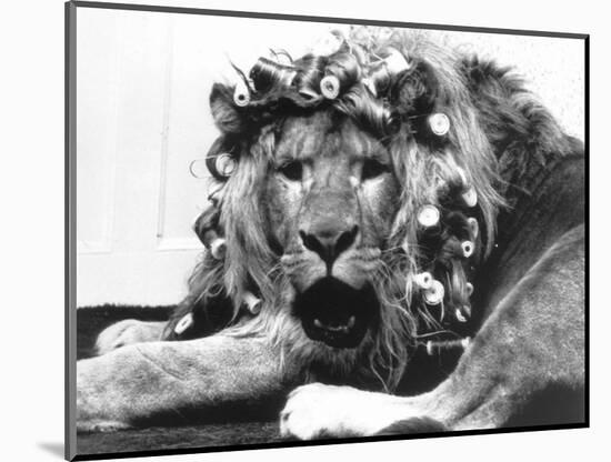 Sullivan the Lion with His Hair in Curlers at Knarsborough Zoo in Yorkshire-null-Mounted Photographic Print