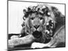 Sullivan the Lion with His Hair in Curlers at Knarsborough Zoo in Yorkshire-null-Mounted Photographic Print