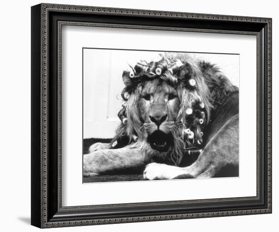 Sullivan the Lion with His Hair in Curlers at Knarsborough Zoo in Yorkshire-null-Framed Photographic Print