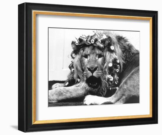 Sullivan the Lion with His Hair in Curlers at Knarsborough Zoo in Yorkshire-null-Framed Photographic Print