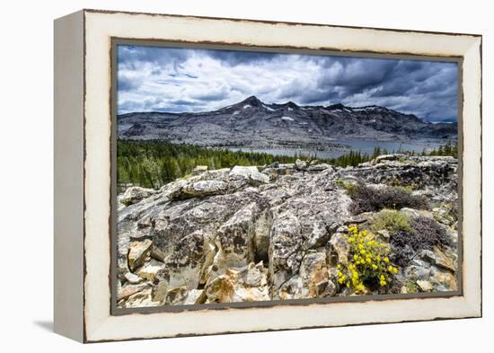 Sulphur Buckwheat Wildflower Above Lake Aloha, Lake Tahoe, California-Howie Garber-Framed Premier Image Canvas