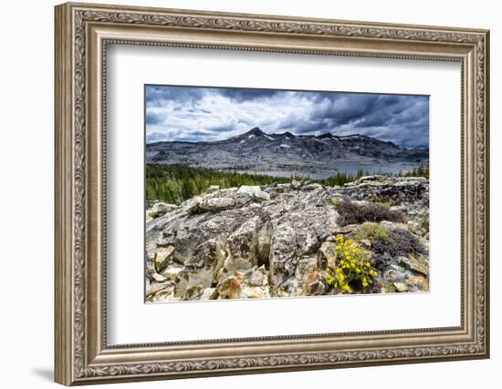 Sulphur Buckwheat Wildflower Above Lake Aloha, Lake Tahoe, California-Howie Garber-Framed Photographic Print