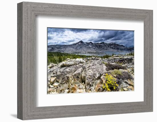 Sulphur Buckwheat Wildflower Above Lake Aloha, Lake Tahoe, California-Howie Garber-Framed Photographic Print