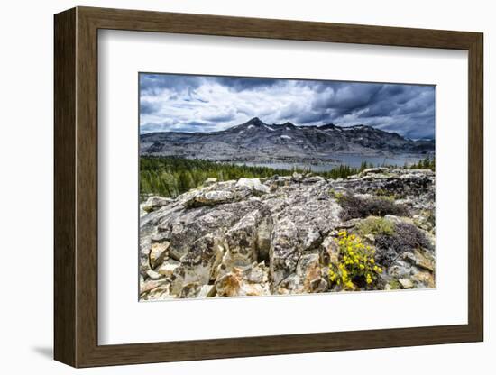 Sulphur Buckwheat Wildflower Above Lake Aloha, Lake Tahoe, California-Howie Garber-Framed Photographic Print