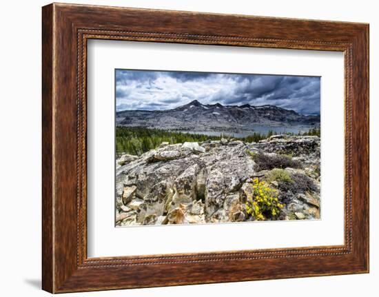 Sulphur Buckwheat Wildflower Above Lake Aloha, Lake Tahoe, California-Howie Garber-Framed Photographic Print