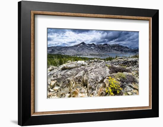 Sulphur Buckwheat Wildflower Above Lake Aloha, Lake Tahoe, California-Howie Garber-Framed Photographic Print