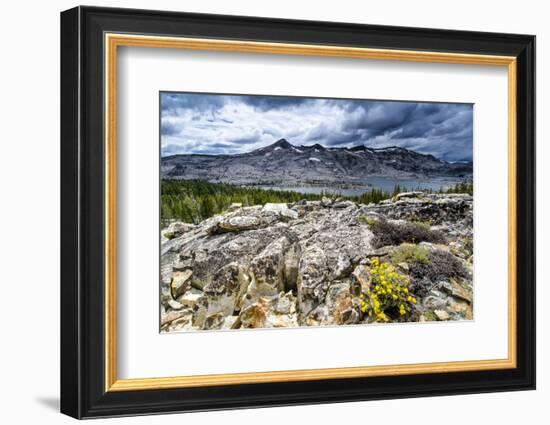 Sulphur Buckwheat Wildflower Above Lake Aloha, Lake Tahoe, California-Howie Garber-Framed Photographic Print