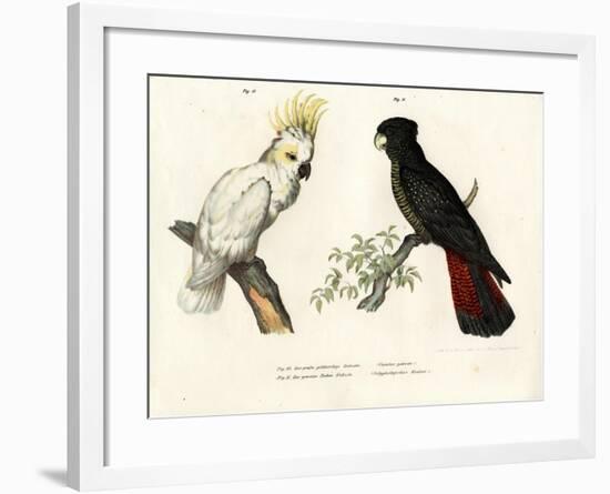 Sulphur-Crested Cockatoo, 1864-null-Framed Giclee Print