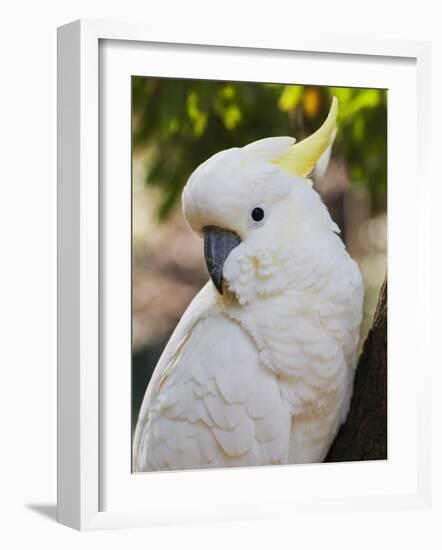 Sulphur-Crested Cockatoo, Dandenong Ranges, Victoria, Australia, Pacific-Schlenker Jochen-Framed Photographic Print