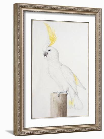 Sulphur-Crested Cockatoo-Nicolas Robert-Framed Giclee Print