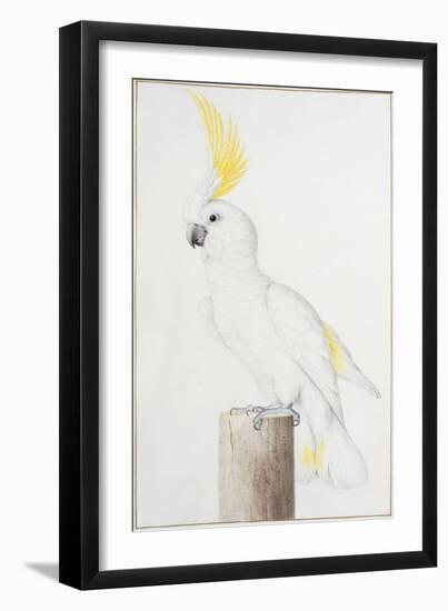 Sulphur-Crested Cockatoo-Nicolas Robert-Framed Giclee Print