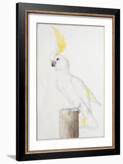 Sulphur-Crested Cockatoo-Nicolas Robert-Framed Giclee Print