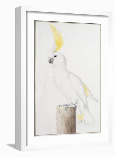 Sulphur-Crested Cockatoo-Nicolas Robert-Framed Giclee Print