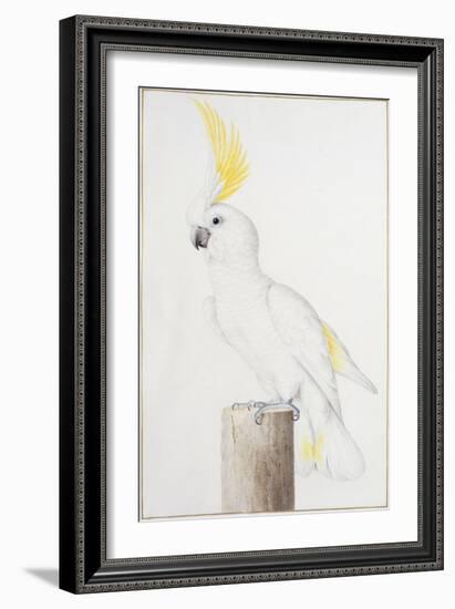 Sulphur-Crested Cockatoo-Nicolas Robert-Framed Giclee Print