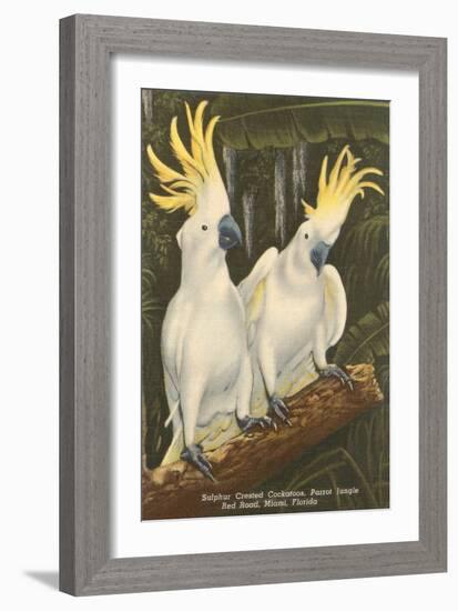 Sulphur-Crested Cockatoos, Miami, Florida-null-Framed Art Print