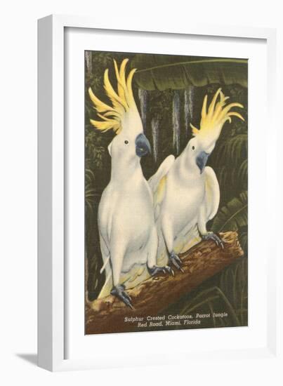 Sulphur-Crested Cockatoos, Miami, Florida-null-Framed Art Print