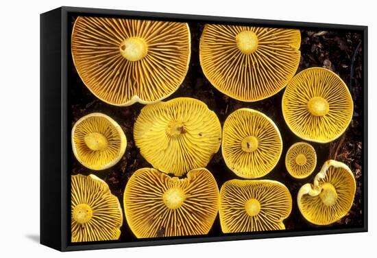 Sulphur Toadstools-Dr. Keith Wheeler-Framed Premier Image Canvas