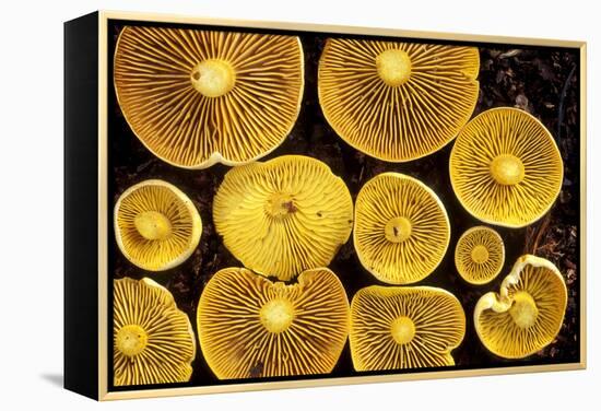 Sulphur Toadstools-Dr. Keith Wheeler-Framed Premier Image Canvas