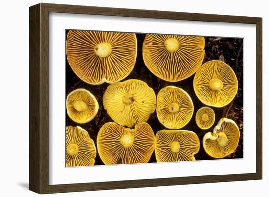 Sulphur Toadstools-Dr. Keith Wheeler-Framed Photographic Print