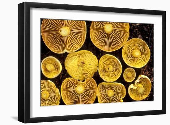 Sulphur Toadstools-Dr. Keith Wheeler-Framed Photographic Print