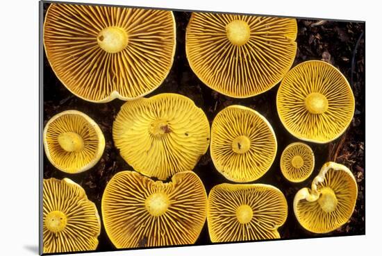 Sulphur Toadstools-Dr. Keith Wheeler-Mounted Photographic Print