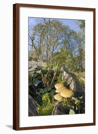 Sulphur Tuft Fungi (Hypholoma Fasciculare) Growing on a Rotten Mossy Log in Deciduous Woodland-Nick Upton-Framed Photographic Print