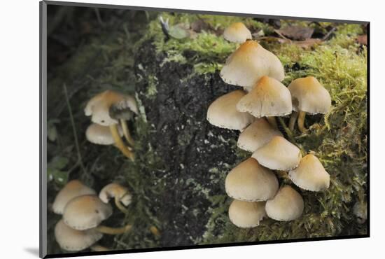 Sulphur Tuft Fungi (Hypholoma Fasciculare) Growing on a Rotten Mossy Log in Deciduous Woodland-Nick Upton-Mounted Photographic Print