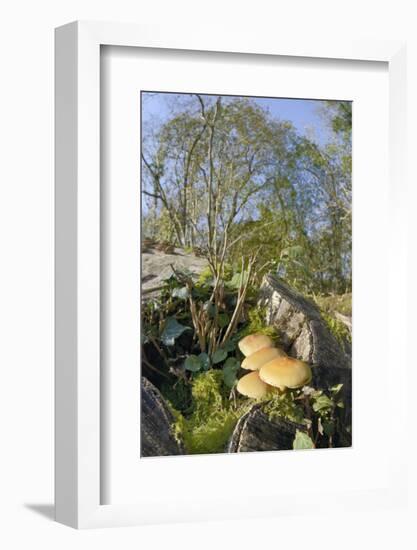 Sulphur Tuft Fungi (Hypholoma Fasciculare) Growing on a Rotten Mossy Log in Deciduous Woodland-Nick Upton-Framed Photographic Print