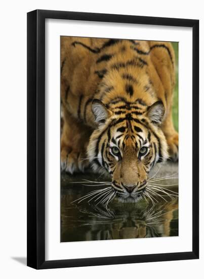 Sumatra Tiger Drinking, Portrait-null-Framed Photographic Print
