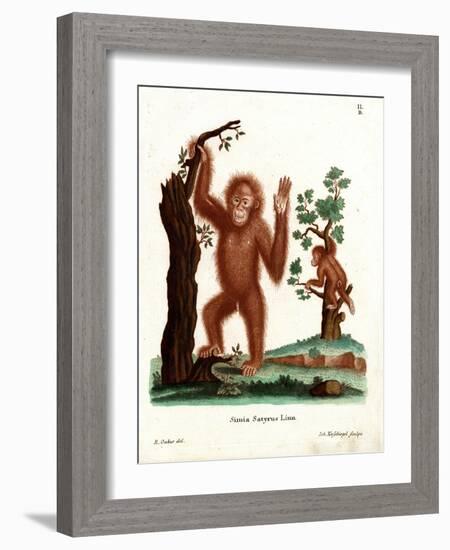 Sumatran Orang-Outang-null-Framed Giclee Print