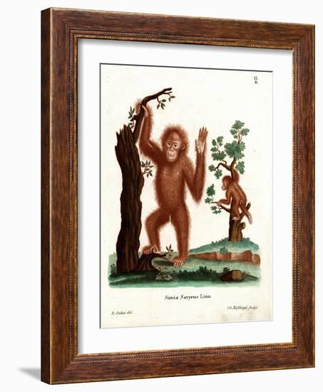 Sumatran Orang-Outang-null-Framed Giclee Print